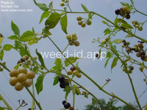 nightshade, American black